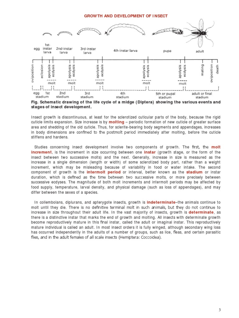 Insect Growth and Development Stages | PDF