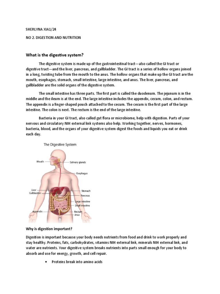 Portofolio Kd 8 Pdf Human Digestive System Gastrointestinal Tract
