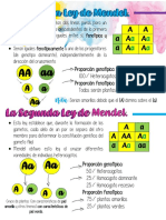 Leyes Mendel