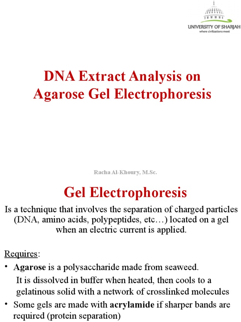 Plasmid - Genomic Extracts Analysis by Gel Electrophoresis | PDF