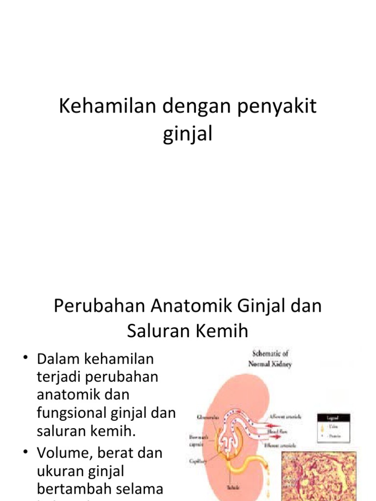 Kehamilan Dengan Penyakit Ginjal Baru Edit