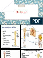 Bone 2