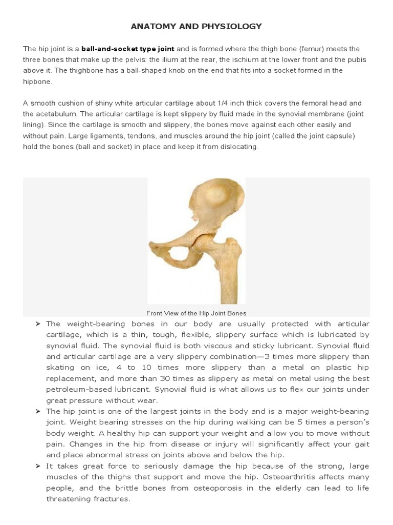 Anatomy and Physiology of The Hip | PDF | Hip | Anatomical Terms Of Motion