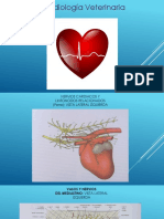 Cardiología Veterinaria 3