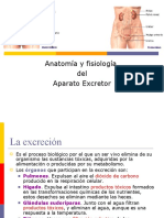 Anatomía y fisiología del aparato excretor