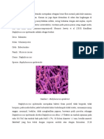 Lactobacillus Plantarum