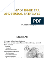 Anatomy of Inner Ear and Neural Pathways