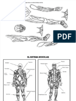 PDF El Sistema Muscular El Sistema Muscular DD