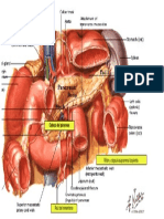 sistema digestivo pdf