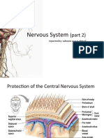 Nervous System: (Part 2)