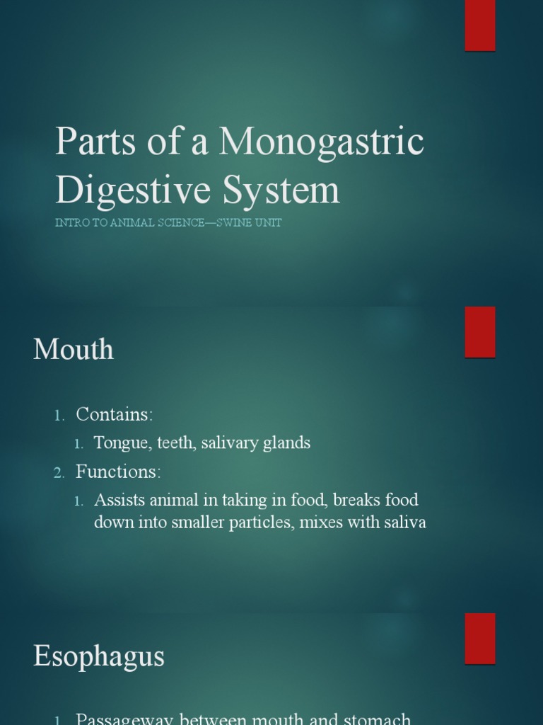 Parts of A Monogastric Digestive System PDF