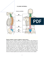 Columna Vertebral - Anatomia  salud
