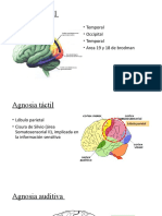 Agnosias Areas de Lesion