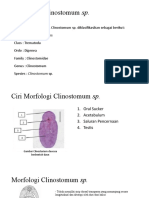 Clinostomum SP