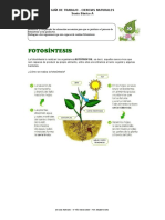 Fotosíntesis Sexto Básico