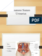 Anatomi Sistem Urinarius