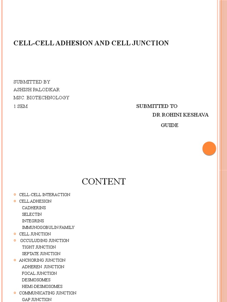 Cell Adhesion and Junctions Explained | PDF | Cell Adhesion | Integrin