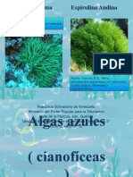 Algas Azules