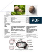 CARACOL Paleo