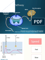 The Pain Pathway