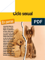 AV 26 Ciclo Sexual