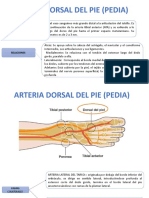 Arteria Dorsal Del Pie