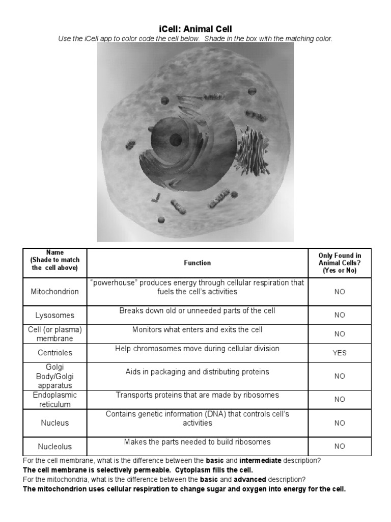 Cell Structure Guide for Students | PDF | Cell (Biology) | Mitochondrion