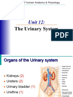 Unit 20 Urinary System Notes