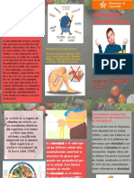 Folleto de Nutricion