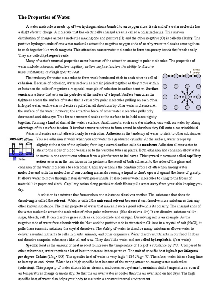 Kami Export - Cameron Martin - The - Properties - of - Water - Worksheet -  1 | PDF | Properties Of Water | Chemical Polarity