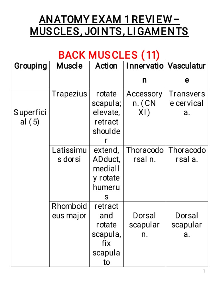 Exam 1 Anatomy Review Guide With Muscle Actions | PDF | Thumb ...