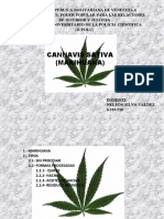 Exposicion de Marihuana Plantillas