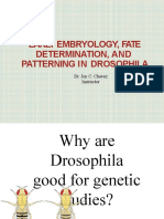 Early Embryology, Fate Determination, and Patterning in Drosophila
