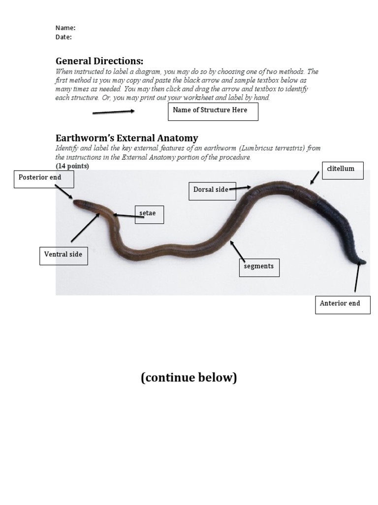 Earthworm Lab Worksheet, PDF, Digestion
