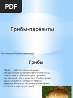 Грибы