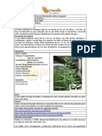 Aproscello Ficha PDF 31