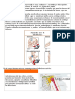 Tipos de articulaciones del cuerpo humano