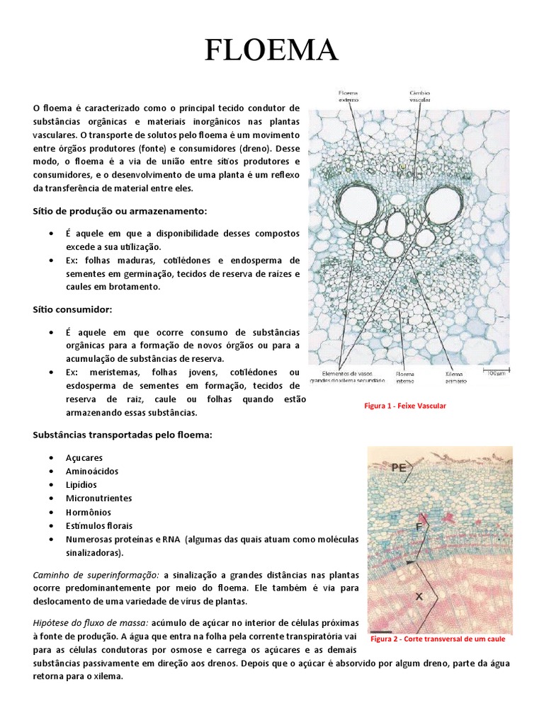 Estrutura e Função do Floema | PDF | Organismos | Anatomia