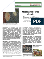 Macadamia Felted Coccid: Eriococcus Ironsidei