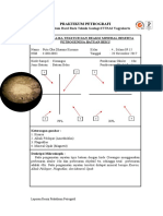 Praktikum Petrografi