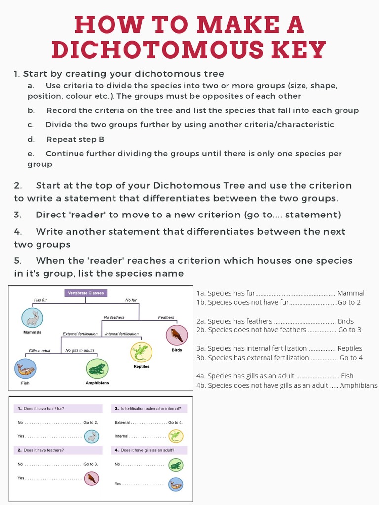 Creating a Dichotomous Key Guide | PDF | Home & Garden