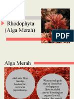 Alga Merah .