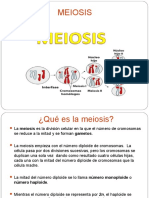 MEIOSIS OCTAVO