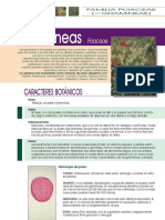 Gramineas-Poaceae (Lectura)