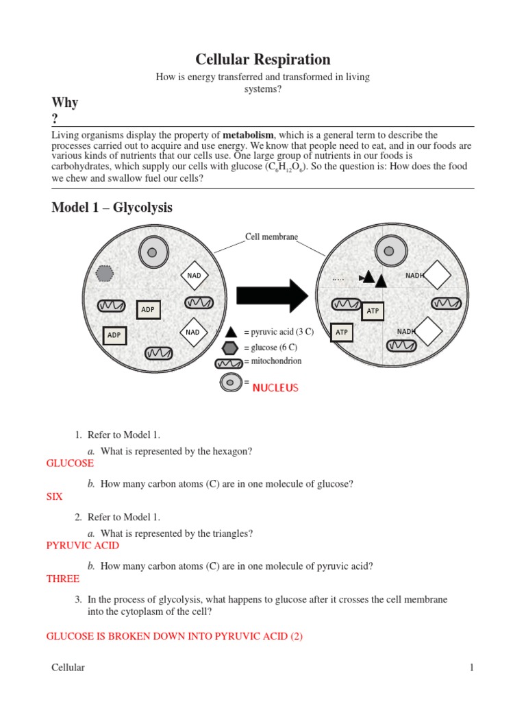 5 Cellular Respiration  KEY  PDF  Cellular Respiration Inside Cellular Respiration Worksheet  Answer Key