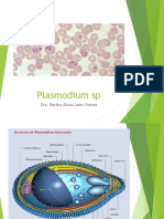 plasmodium sp