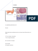 PARATHORMONA 2 Corte Endocrino