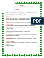 Anatomia Caja Toraxica