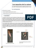 MI Cours 3 Les Muscles de La Cuisse 2