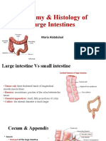Anatomy & Histology of Large Intestines